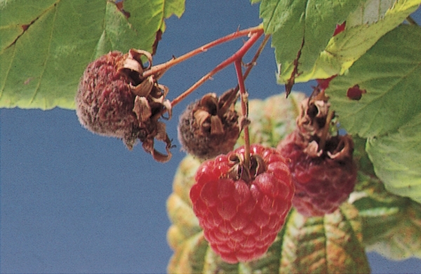 Himbeeren Krankheiten Und Schadlinge Lfl