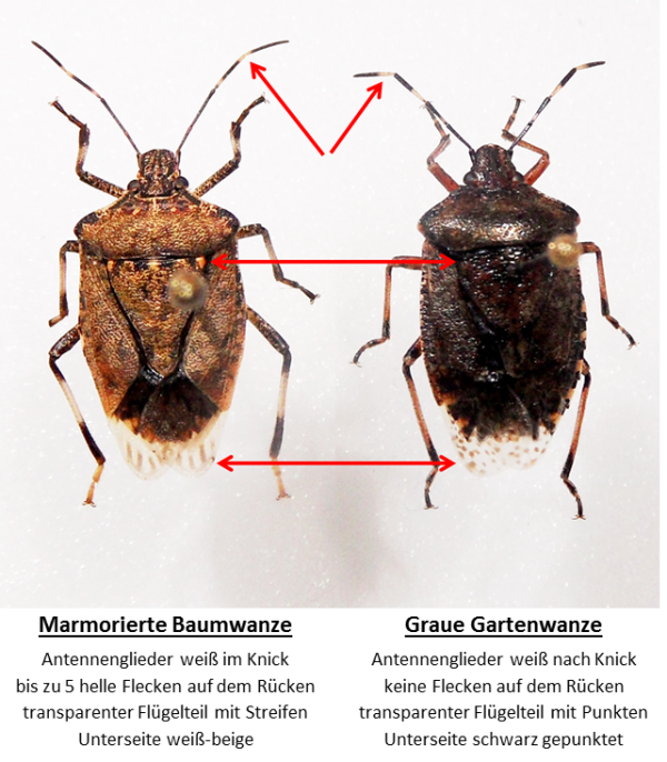 Neue Schadwanzen Auf Dem Vormarsch Lfl