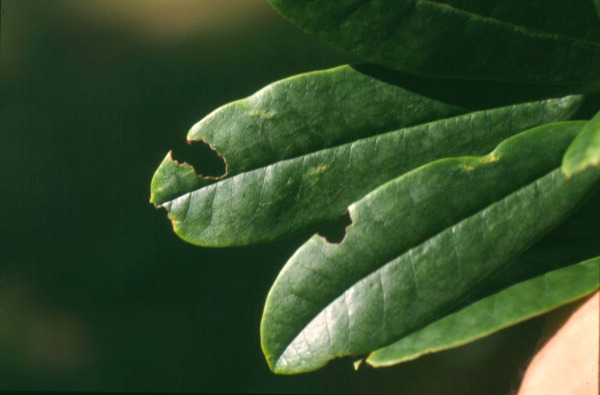 rhododendron schädlinge bilder rhododendron schädlinge bilder