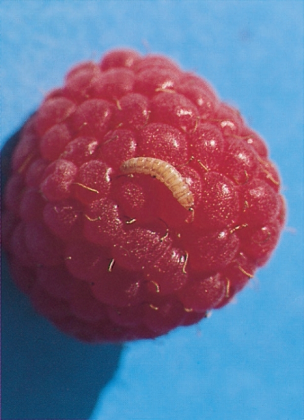 Himbeeren Krankheiten Und Schadlinge Lfl