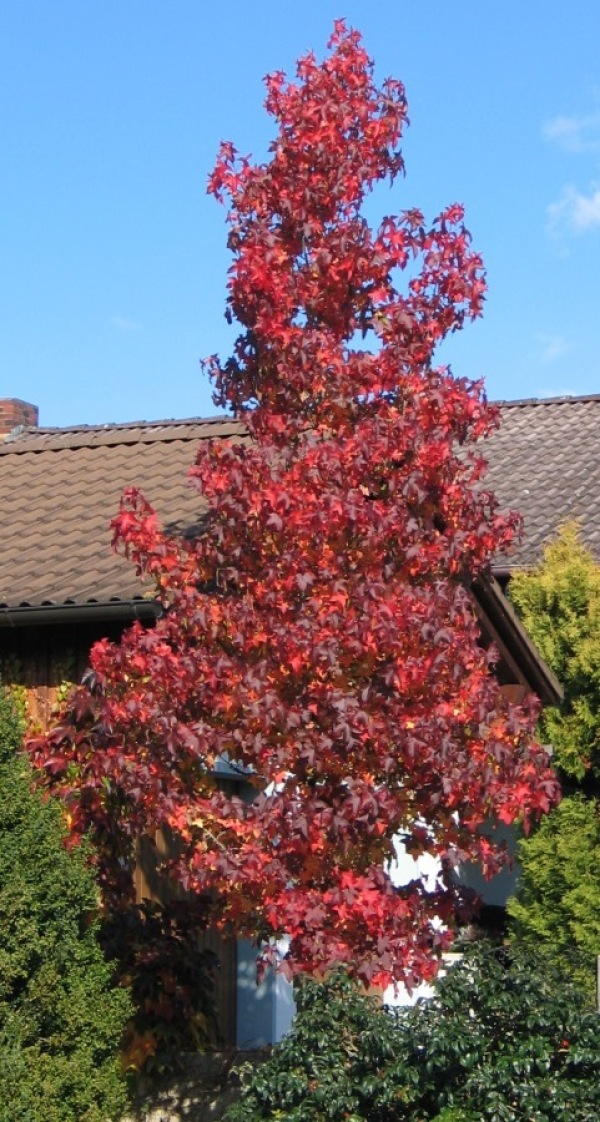 Amberbaum (Gehölze Nachpflanzungen ALB) LfL