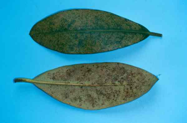 rhododendron schädlinge bilder