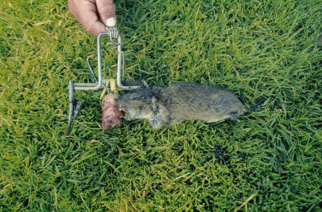 Wuhlmaus Schermaus Pflanzenbau Bekampfung Abwehr Lfl