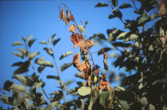 Feuerbrand am Apfelbaum