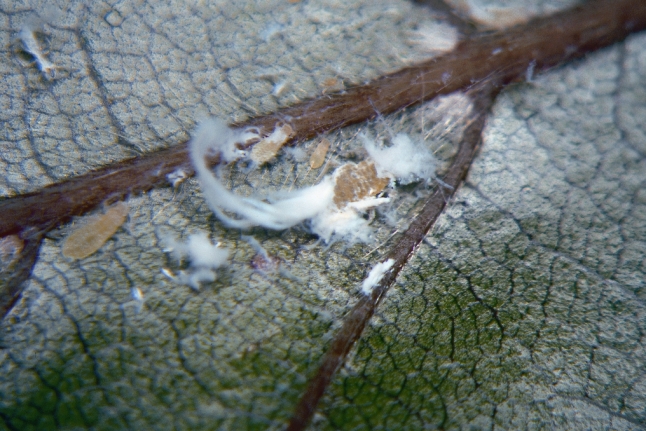 Wollläuse mit Gespinst auf Blattunterseite