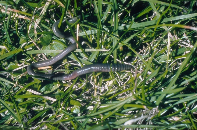 Regenwurm im Gras