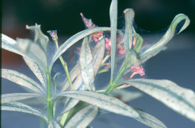 Spinnmilben mit Gespinst an blühendem Oleander