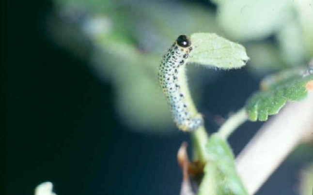 Raupe der Stachelbeerblattwespe