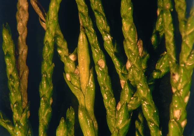 Detailaufnahme Thuja mit Napfschildlausbefall