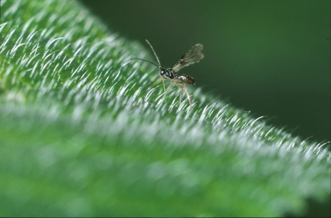 Brackwespe Dacnusa sibirica