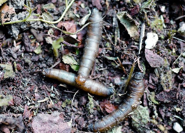 Tipula-Larven im Laub