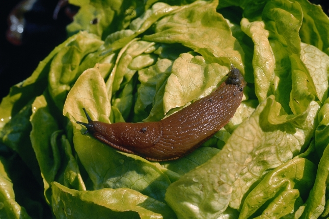 Nacktschnecke auf einem Salatkopf