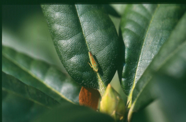 Rhododendron-Zikade auf Blatt