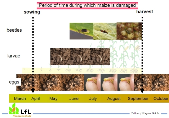 Fig. 6: Western corn rootworm life cycle