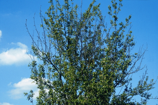 Birnbaum mit Feuerbrandbefall