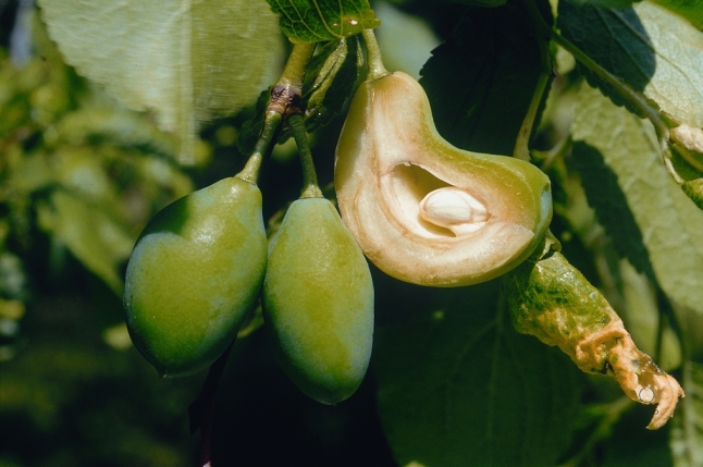 Unreife Zwetschgen am Baum mit Narren- oder Taschenkrankheit