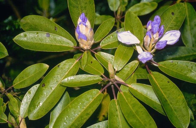 Blattfleckenpilze an blühendem Rhododendron