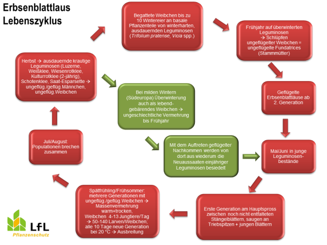 Schematische Darstellung des Lebenszyklus der Grünen Erbsenblattlaus