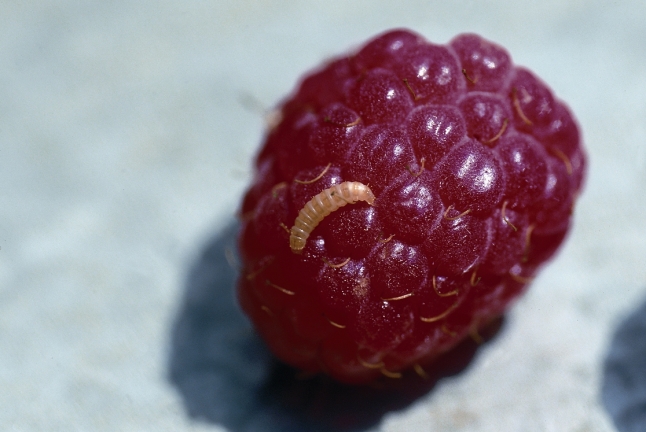 Larve des Himbeerkäfers kriecht aus einer Himbeere