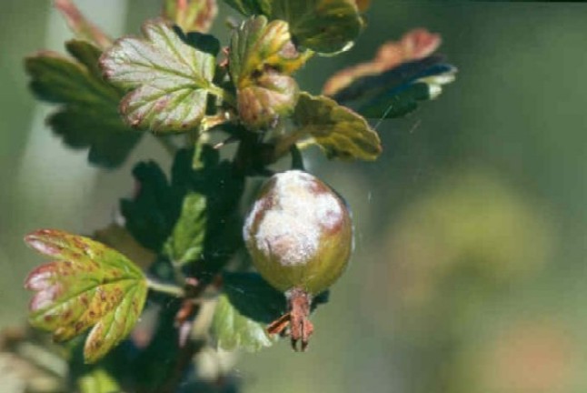 Stachelbeere am Strauch mit Stachelbeermehltau