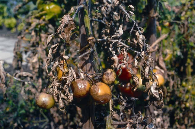 Tomaten am Strauch, beides stark mit Braunfäule befallen