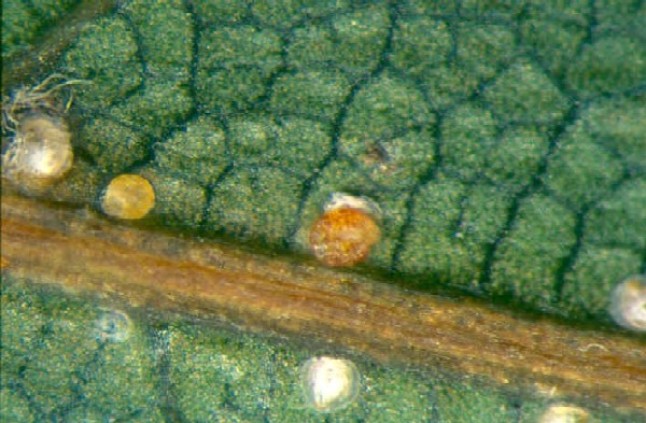 Deckel-und Napfschildläuse an Blattunterseite