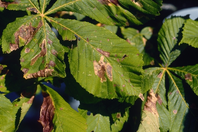 Rosskastanienblätter mit Schadbild der Kastanienminiermotte