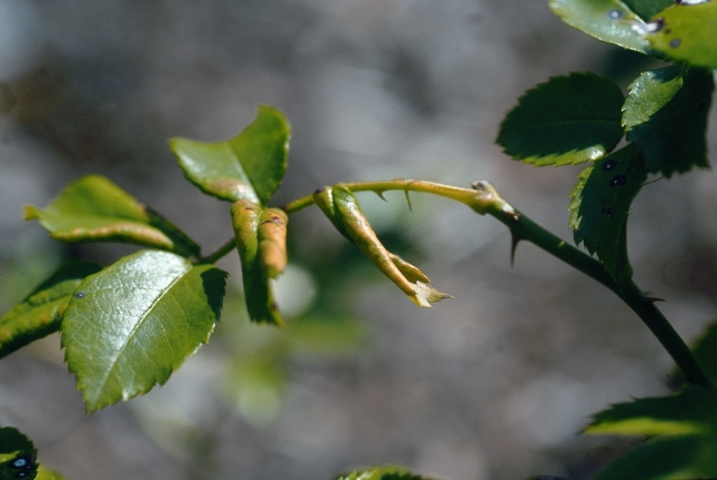 Rosenzweig mit gerollten Blättern