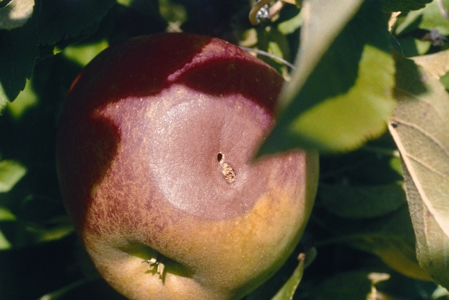 Apfel am Baum mit Fraßloch des Apfelwicklers