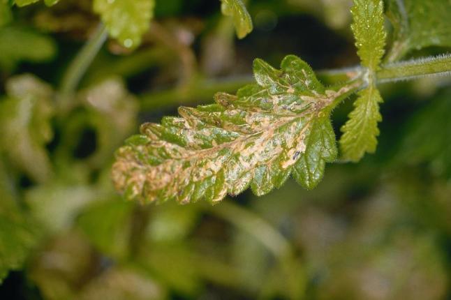 Blatt mit gelblichen Verfärbungen