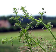 Klettenlabkraut-Samenstände