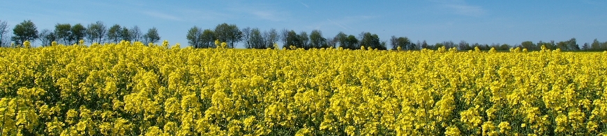 Kopfbild Rapsfeld mit blauem Himmel