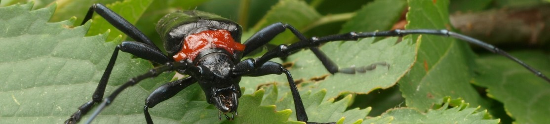 Asiatischer Moschusbockkäfer Kopfbild