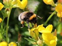 Hummel auf einer gelben Blüte 