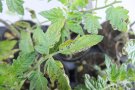 <i>Pseudomonas syringae</i>-Befall an Tomaten-Jungpflanzen