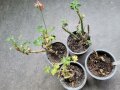 Starker Befall mit <i>Xanthomonas hortorum</i> pv. <i>pelargonii</i> an Pelargonien verschiedener Sorten 