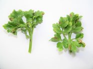 Blattnekrosen an <i>Ranunculus asiaticus[i/] durch eine [i]Acidovorax</i>-Art
