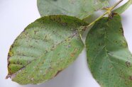 Starker Befall durch <i>Xanthomonas arboricola</i> pv. <i>juglandis</i> auf einem Walnuss-Blatt