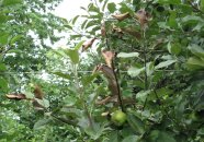 Feuerbrandbefall an Apfel in einer Erwerbsobstanlage