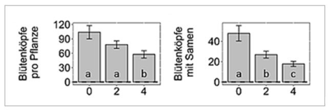 Negative Effekte häufiger Mahd (0, 2, 4 Schnitte) auf die generative Entwicklung von Wasser-Greiskraut im Gewächshaus. Unterschiedliche Buchstaben zeigen signifikante Unterschiede.
