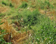 Klettenlabkraut in erntereifem Wintergerste-Bestand