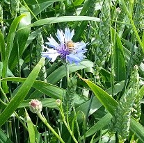 Getreide mit Kornblume