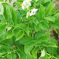 Blühende Kartoffelpflanze