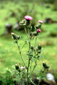 Acker-Distel_Blütenstand