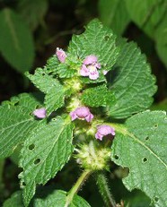 Blüte des Gemeinen Hohlzahn