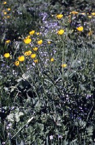 Gelbe Blüten des scharfen Hahnenfußs