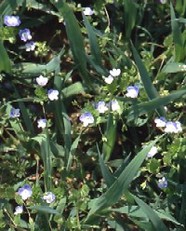 Veronica persica in Winterweizen