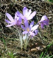 Lilafarbene Blüten von Herbstzeitlosen