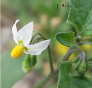 Schwarzer Nachtschatten - Blüte