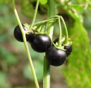 Schwarzer Nachtschatten - Früchte